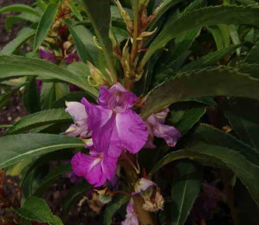 Impatiens_balsamina.jpg