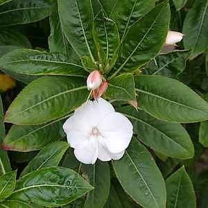 Impatiens_sodenii_Madonna.jpg