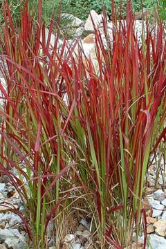 Imperata%20cylindrica%20%27Red%20Baron%27.jpg