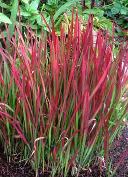 imperata-cylindrica-red-baron.jpg