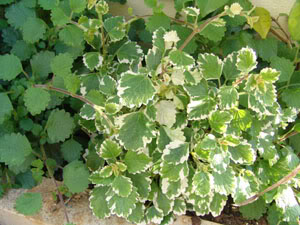 incenso060627a.jpg