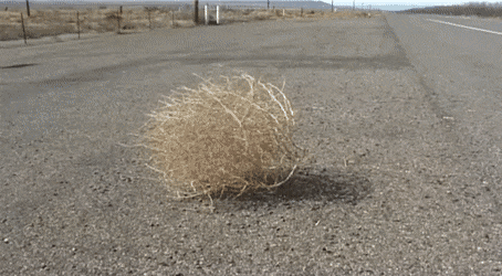 InconsequentialPerfumedGadwall-size_restricted.gif