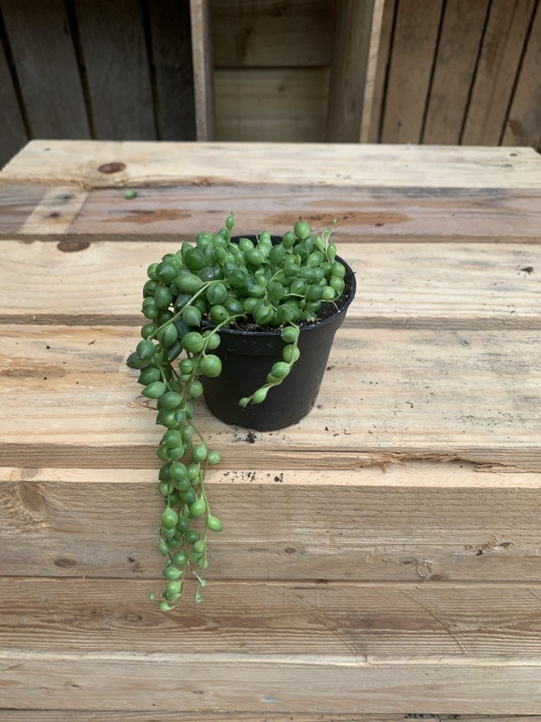 IND3-String-of-Pearls-Senecio-rowleyanus-rotated.jpg