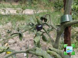 indigofruto2.jpg