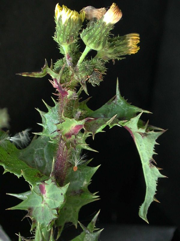 inflorescencia.jpg