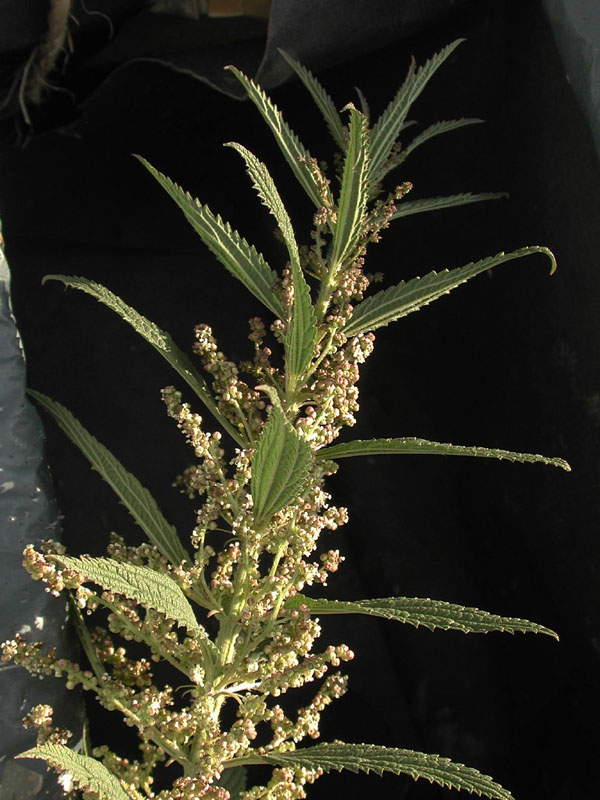 inflorescencia.jpg