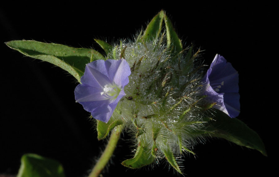 inflorescencia2.jpg