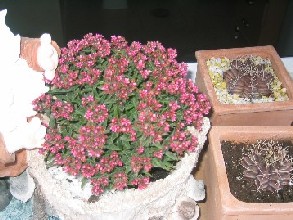 infojardin 006.jpg