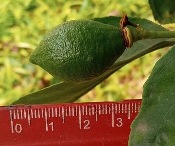 infojardin-1.jpg