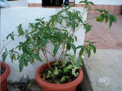 infojardin1.JPG