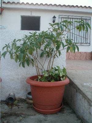 infojardin2.JPG
