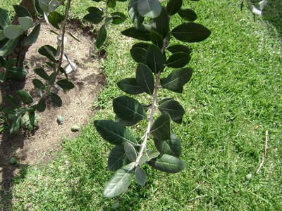 infojardin_3.jpg