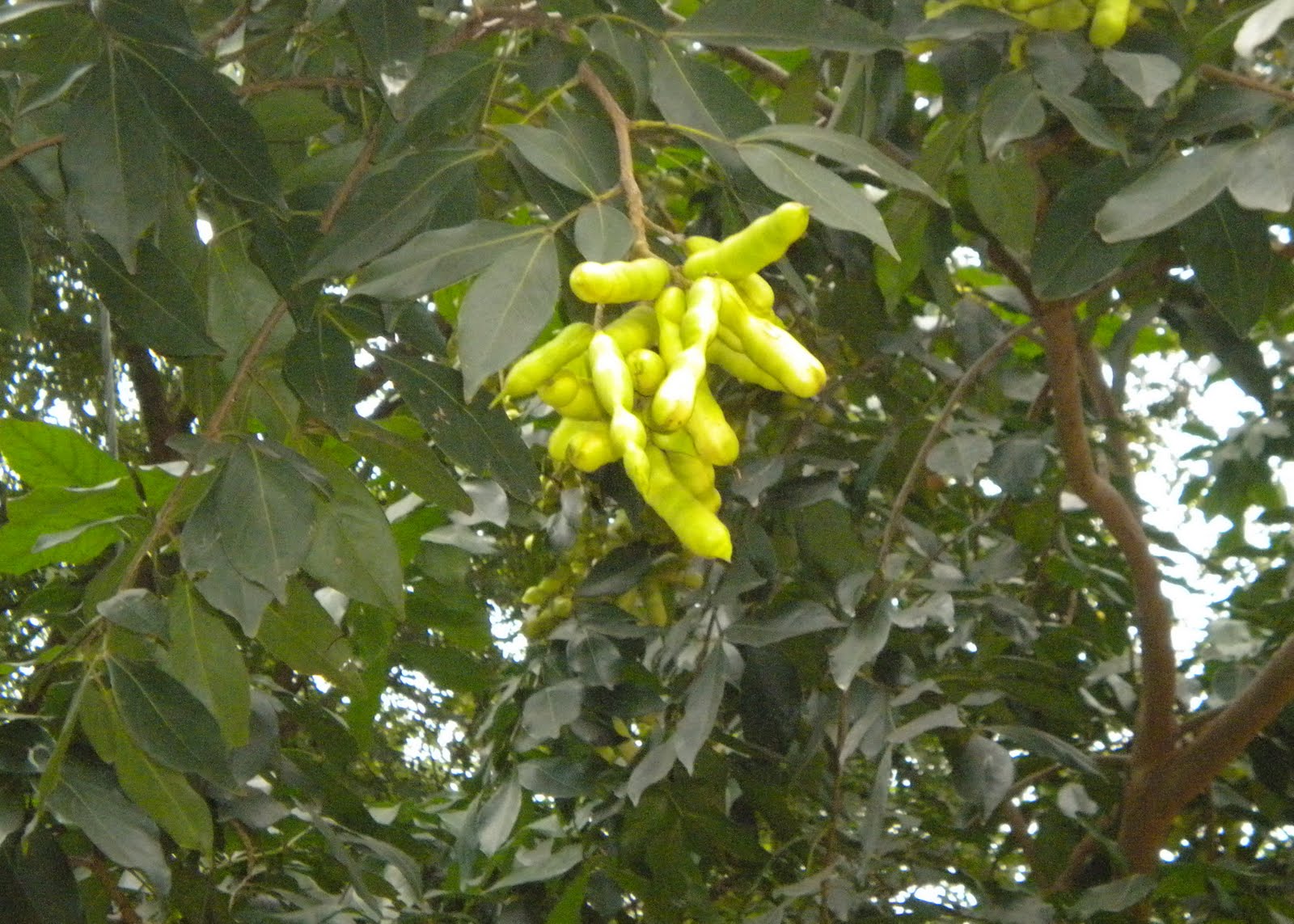 ingaDedo4.jpg