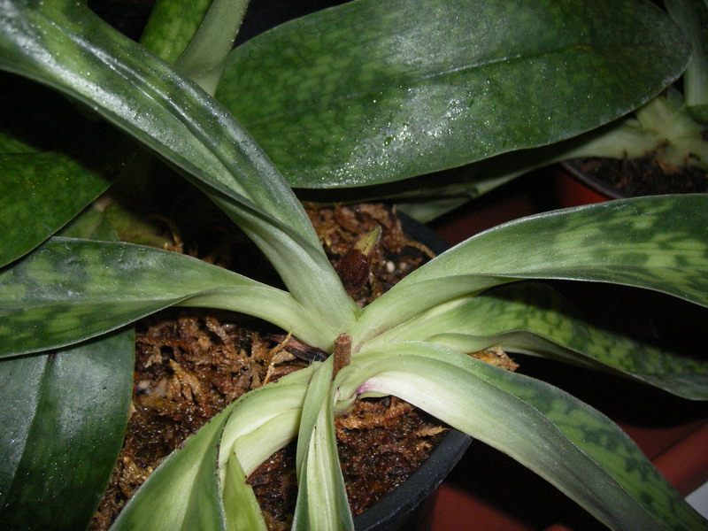 inicio_flor.jpg