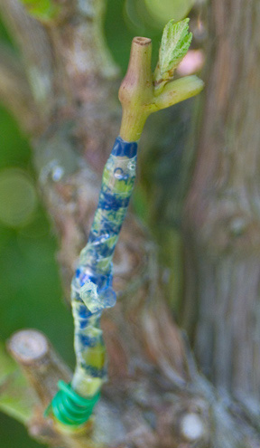 injerto%20verde.jpg