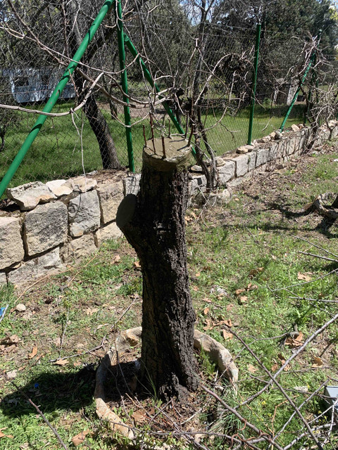 injerto-corona-abr06.jpg