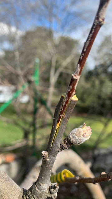 injertos-abril-08.jpg