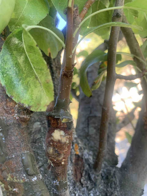injertos-oct22-11.jpg