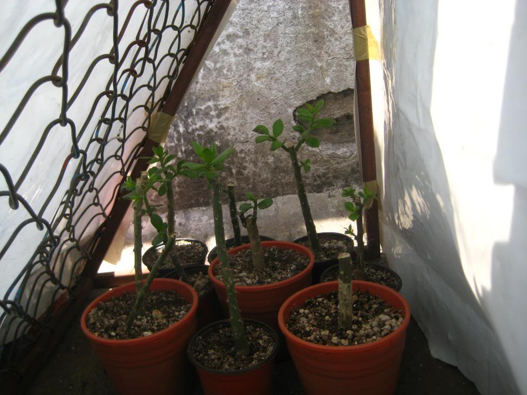 injertos3.jpg