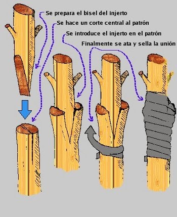 injertosimplecorte.jpg