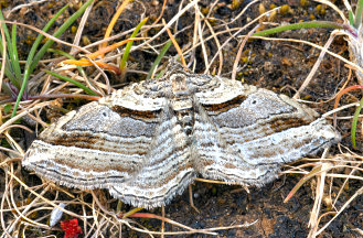 InLeGeCoPoA0001.jpg
