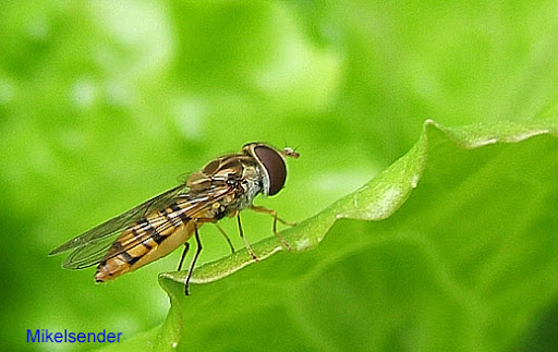 insect01.jpg