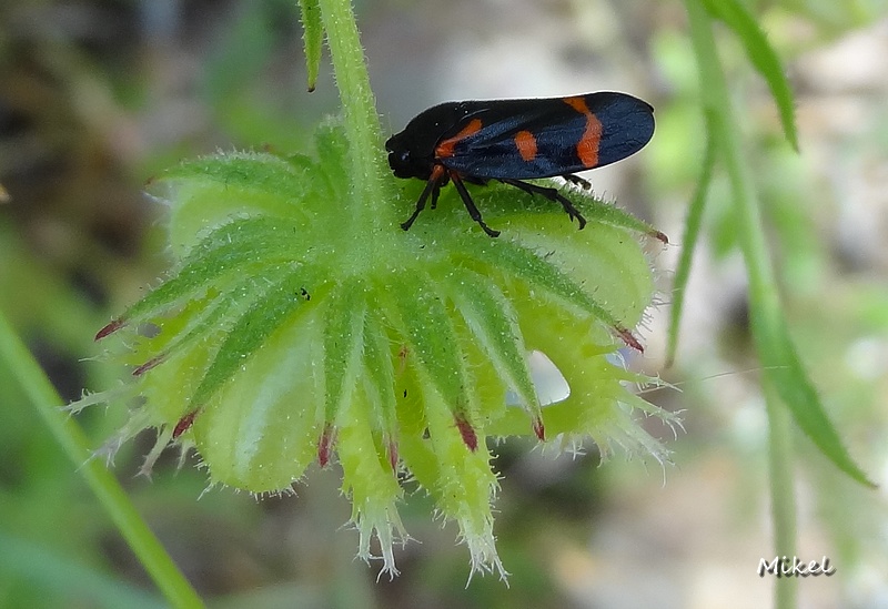 insect0101742.jpg