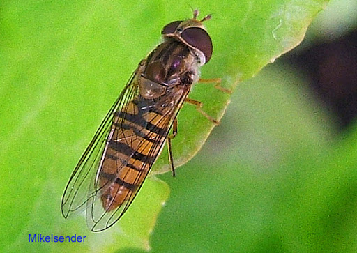 insect02.jpg