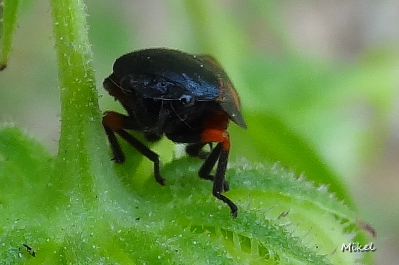 insect0201741.jpg
