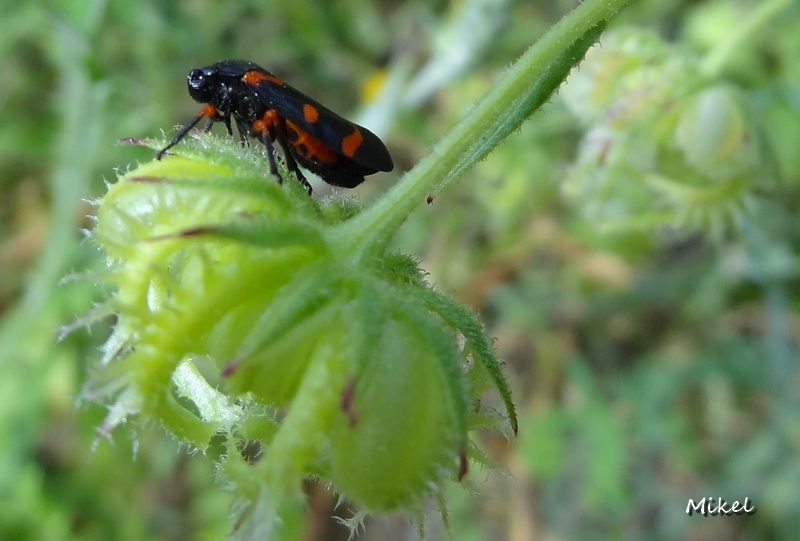 insect0301744.jpg