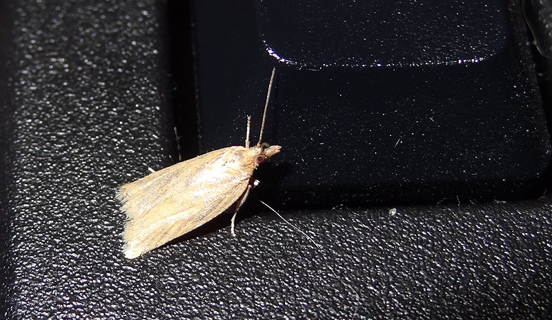 insectDSC04701.jpg