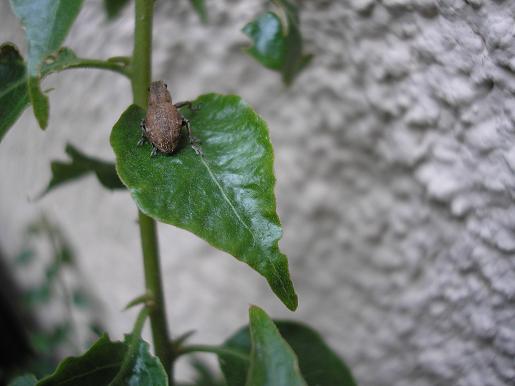 insecte%204.JPG
