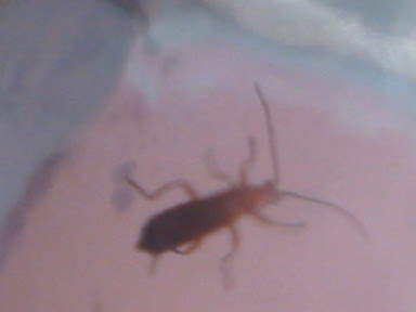 insecte%20vermell1.jpg