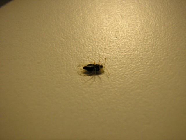 insecte_008.jpg