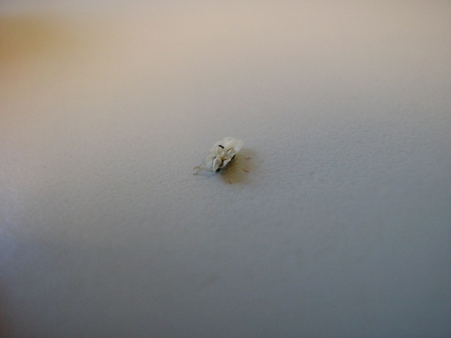 insecte_011.jpg