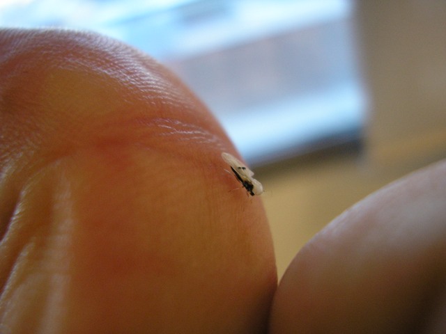 insecte_016.jpg
