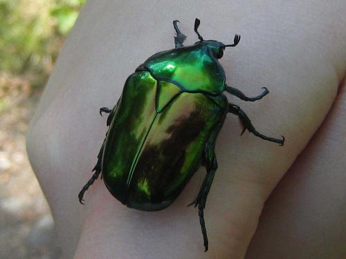 insectes_2w.jpg