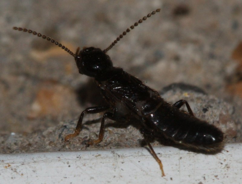 insecto.jpg