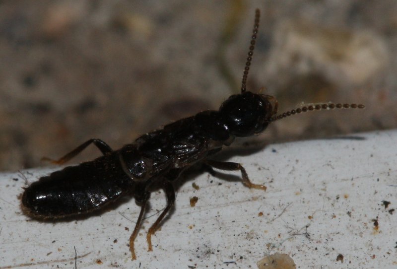 insecto1.jpg