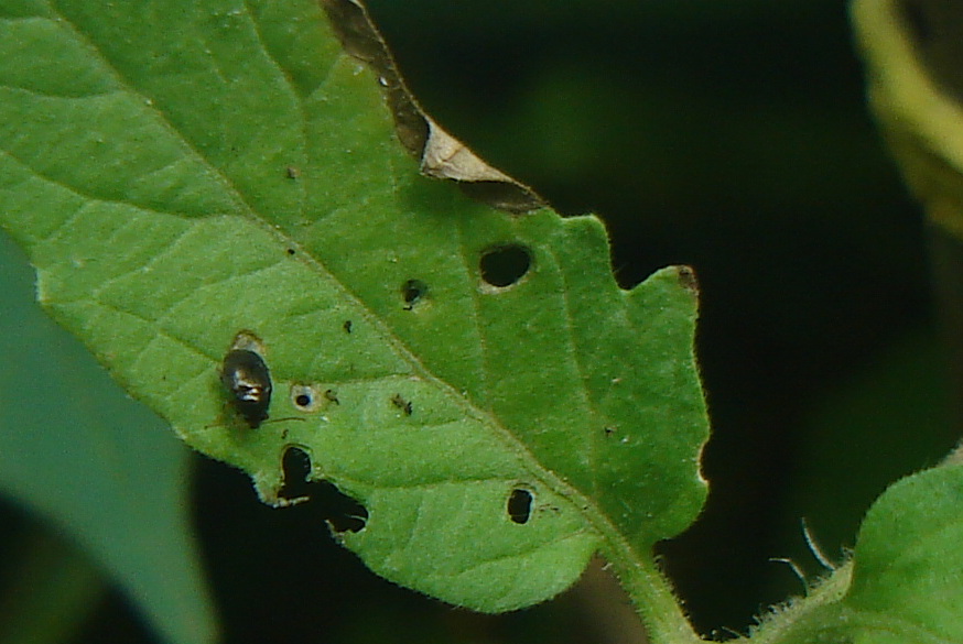 Insecto1comehojatomate_zps5a0f49f6.png