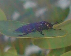 insecto2222.jpg