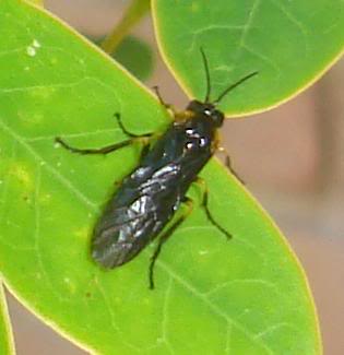 insecto233.jpg