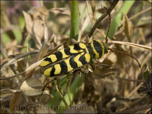 insecto249.jpg