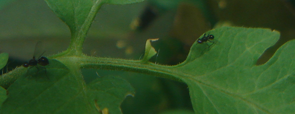 Insecto2_zps59f20e74.png