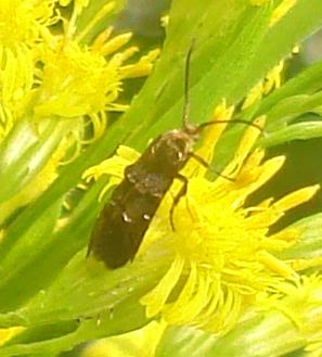 insecto4.jpg