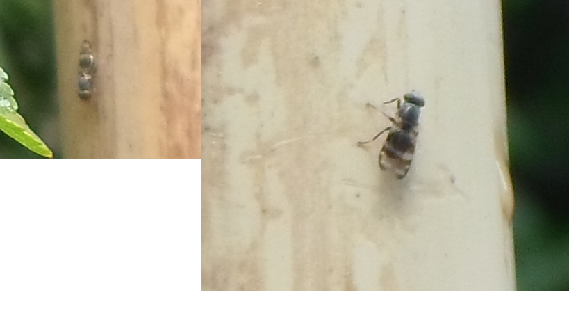 insecto55_zps6f874982.png