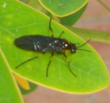 insecto654.jpg