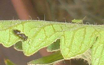 insecto659.jpg