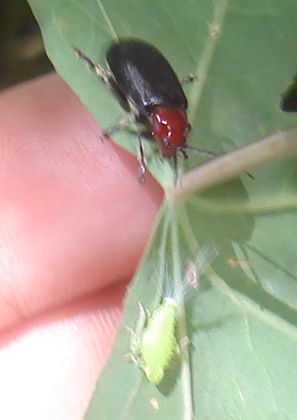 insecto8941.jpg