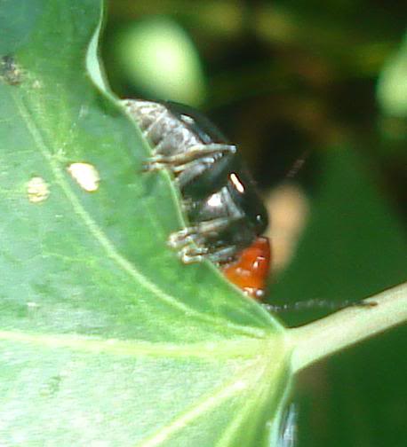 insecto8946.jpg